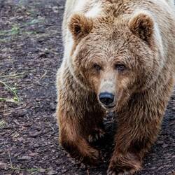Brown Bear