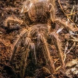 Tarantula