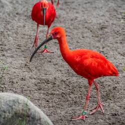 Scarlet ibis