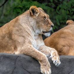 Lions