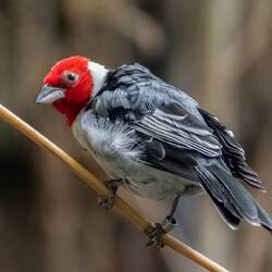 Red-crested cardinal