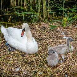 Swan and cygnets