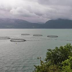 Salmon farm