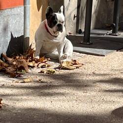 Hugo keeping watch at his owner's cafe