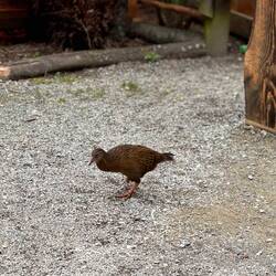 Der Weka: neugierig und frech