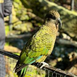 Der Kea gehört zu den einheimischen Vögeln