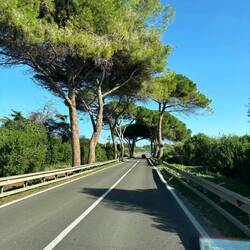 tolle Pinien auf dem Weg