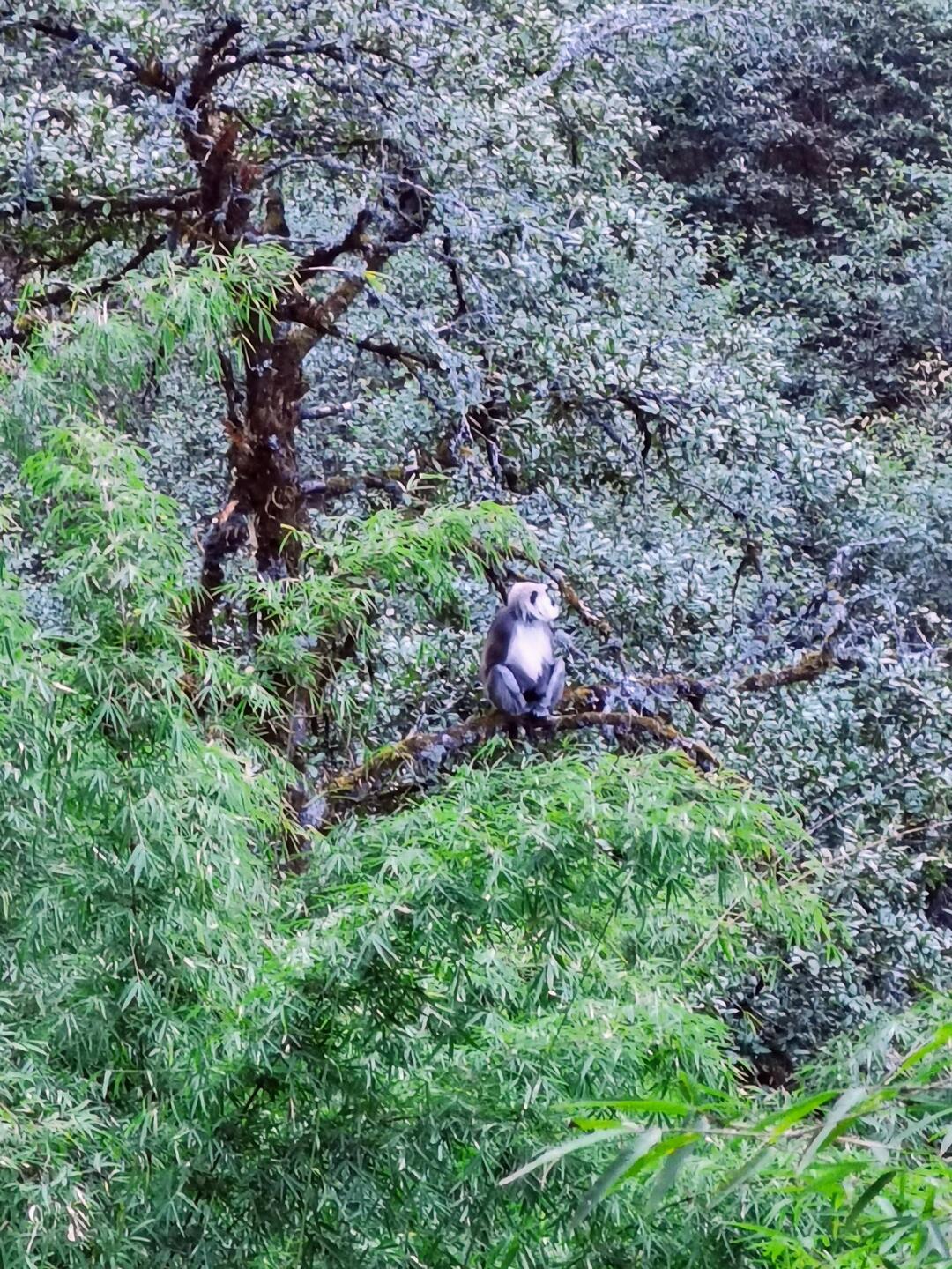 Hanuman Langur