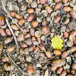 Wandern im Eichenwald