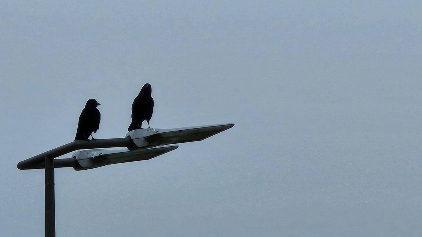 Hier gibt es ziemlich große Rabenvögel.