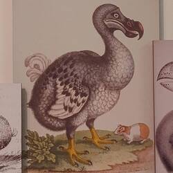 Eines der fleißigsten Tiere der Welt, der DoDo. Leider ausgestorben. An Erschöpfung.