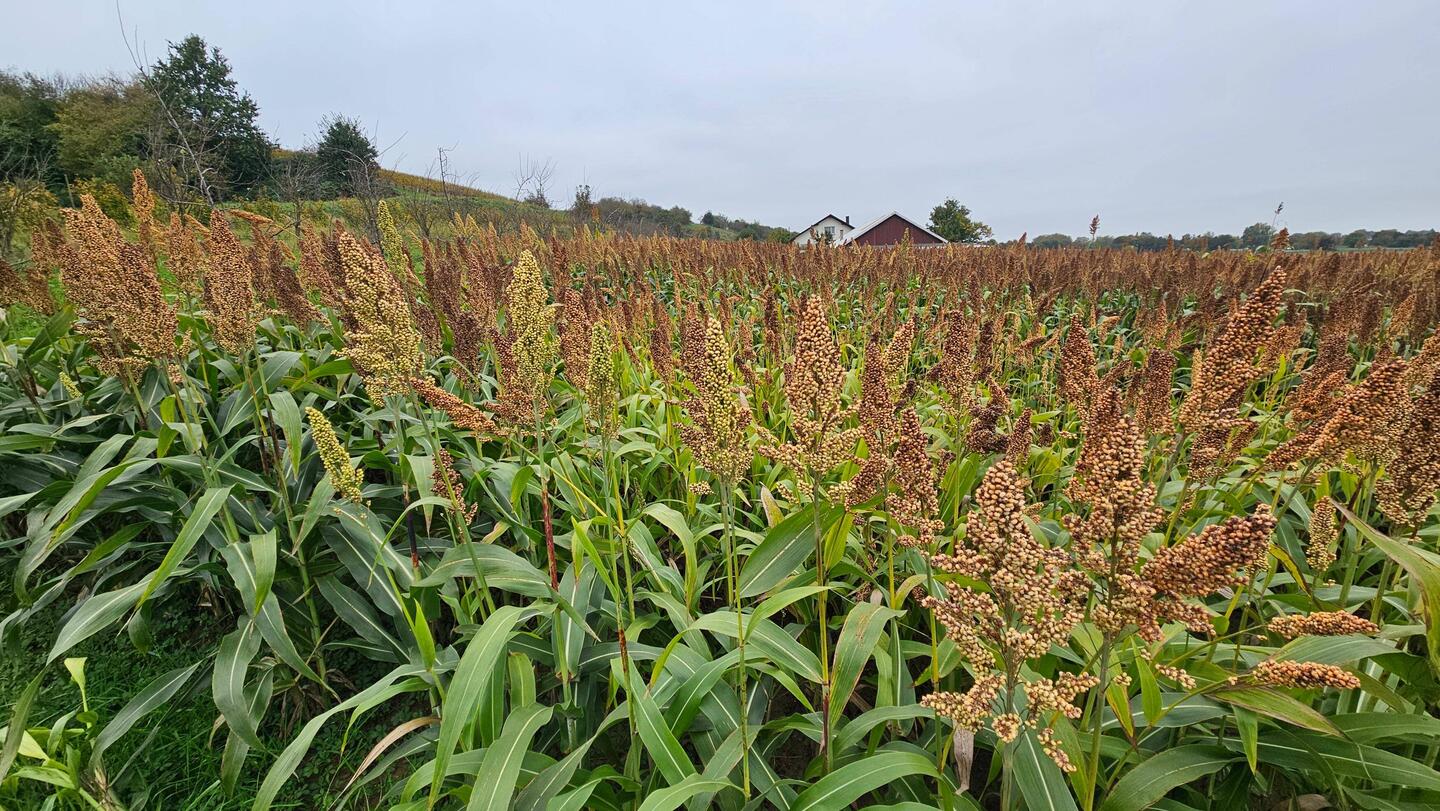 Sorghum-Hirse, verträgt Trockenheit und dient als Mehl oder Silage oder zur Biogasherstellung