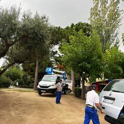 Damit werden die Palmen und Bäume geschnitten