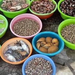 Sie essen so ziemlich Alles, was das Meer hergibt.