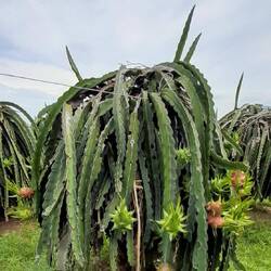Dragon Fruit, gesund und lecker.