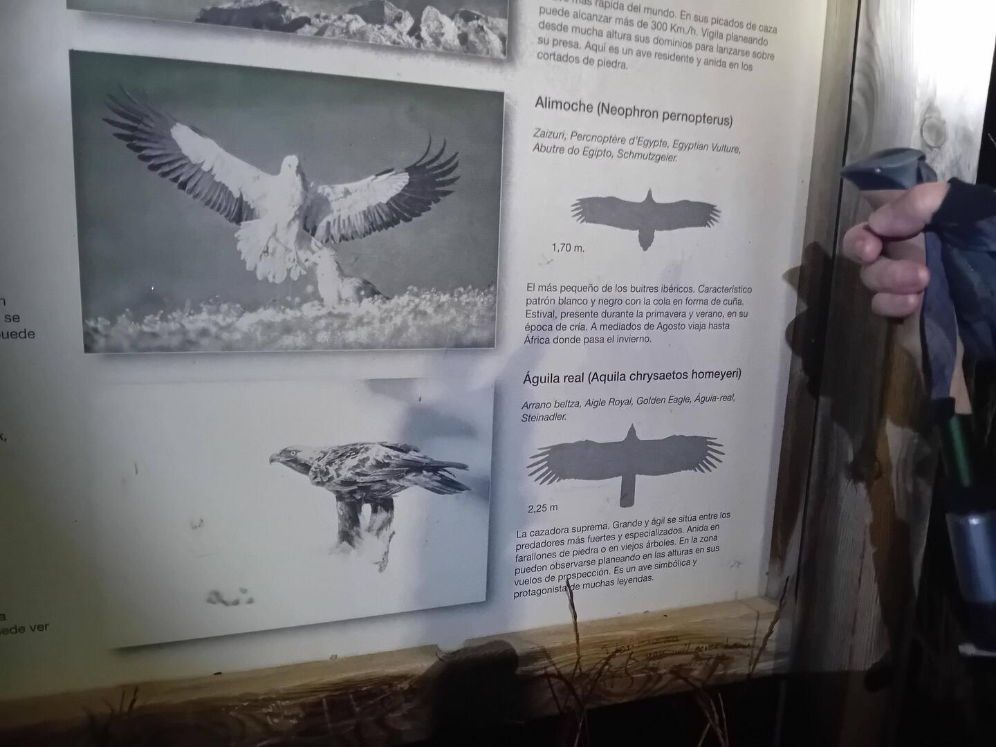 Thing that the last bird is what we saw yesterday