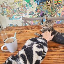 Cute hostal with the cutest kitty