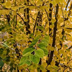 One branch is refusing to accept that it's autumn.