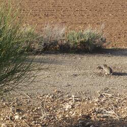 Kaninchen sieht man ohne Ende - sie wohnen in der Straßenböschung