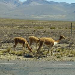 Vicuñas