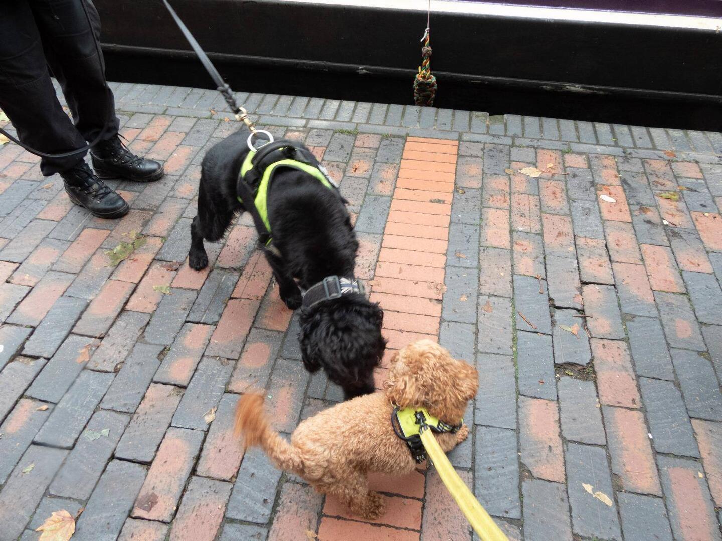 Trev the sniffer dog checking Tiger out