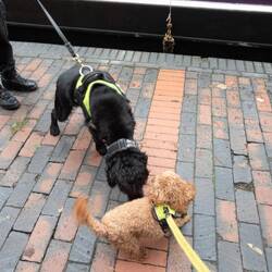 Trev the sniffer dog checking Tiger out