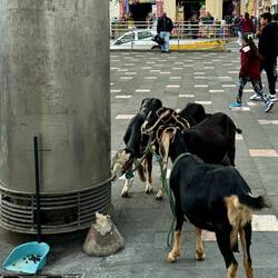 Caprette al mercato