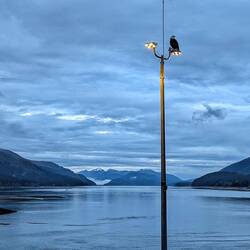 A perfect backdrop for this amazing bird