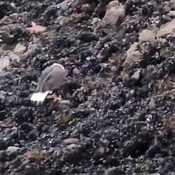 Eating a fish on the shore