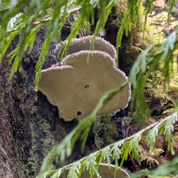 Shelf Fungus
