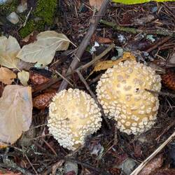 Mushrooms