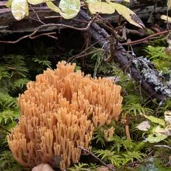 Coral Mushroom