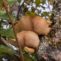 Cool Shelf Fungus