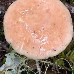 Huge Fungi
