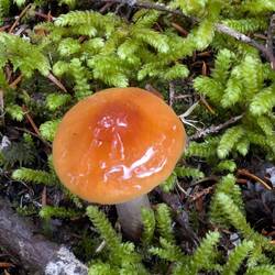 It looks like a Sun-Room