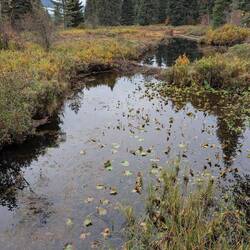 Beaver Dam