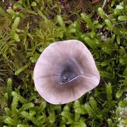 And another mushroom