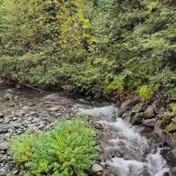 Nature Sounds