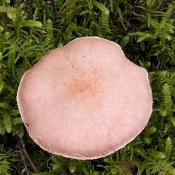 Lovely mushroom
