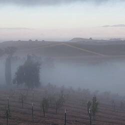 Guten Morgen im Napa Valley