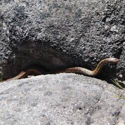 Spotted Rock Snake