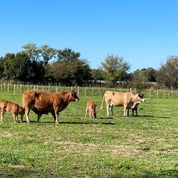 Lovely cow and calves