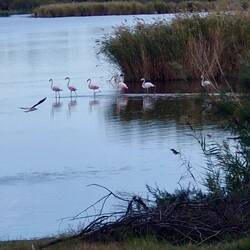 More flamingoes