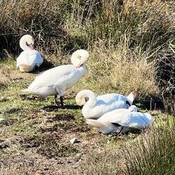 Lots of white swans