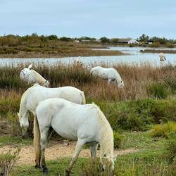 Wild horses on the Camargue