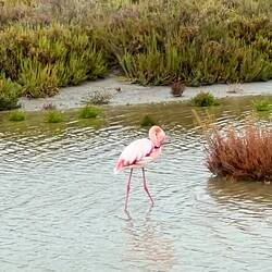 Beautiful flamingo in the Camargue