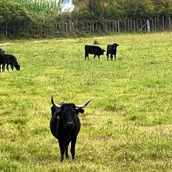 Bulls on the Camargue