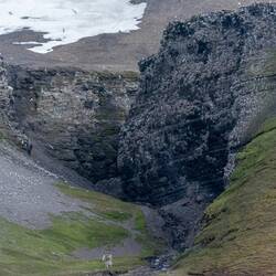 Black-legged Kittiwake nesting area.