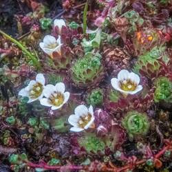 Svalbard Poppy