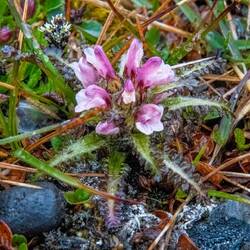 Hairy Lousewort